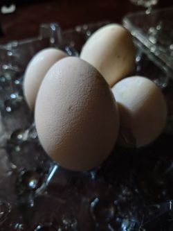 Peacock eggs