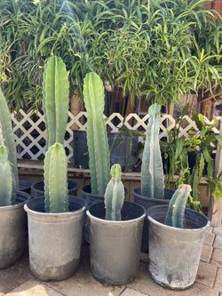 Post cactus