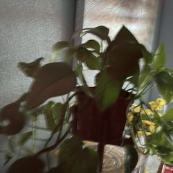 Arrow Head Plant 