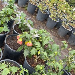 Plants