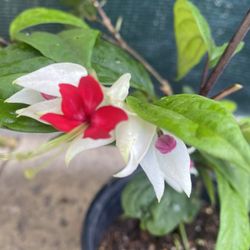 Bleeding Hearts Ivy Plant, In 1 Gallón Pot Pick Up Only