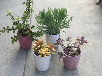 $4 Each pot Succulents￼