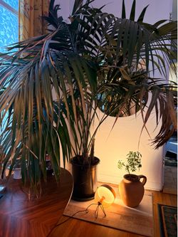 XLarge 5 Feet Majesty Palm Tree