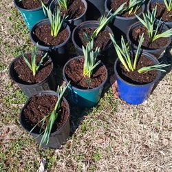 Yellow Daffodils