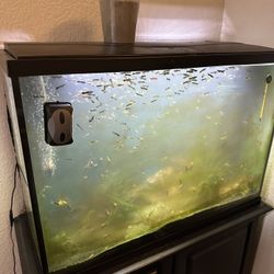 29 Gallon Tank With Stand - With Or Without Fish & Shrimp
