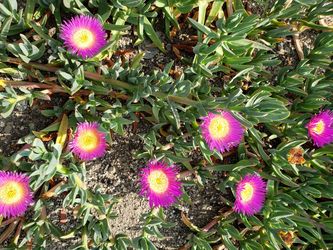 Ice Plant Carpobrotus (Sea Fig)
