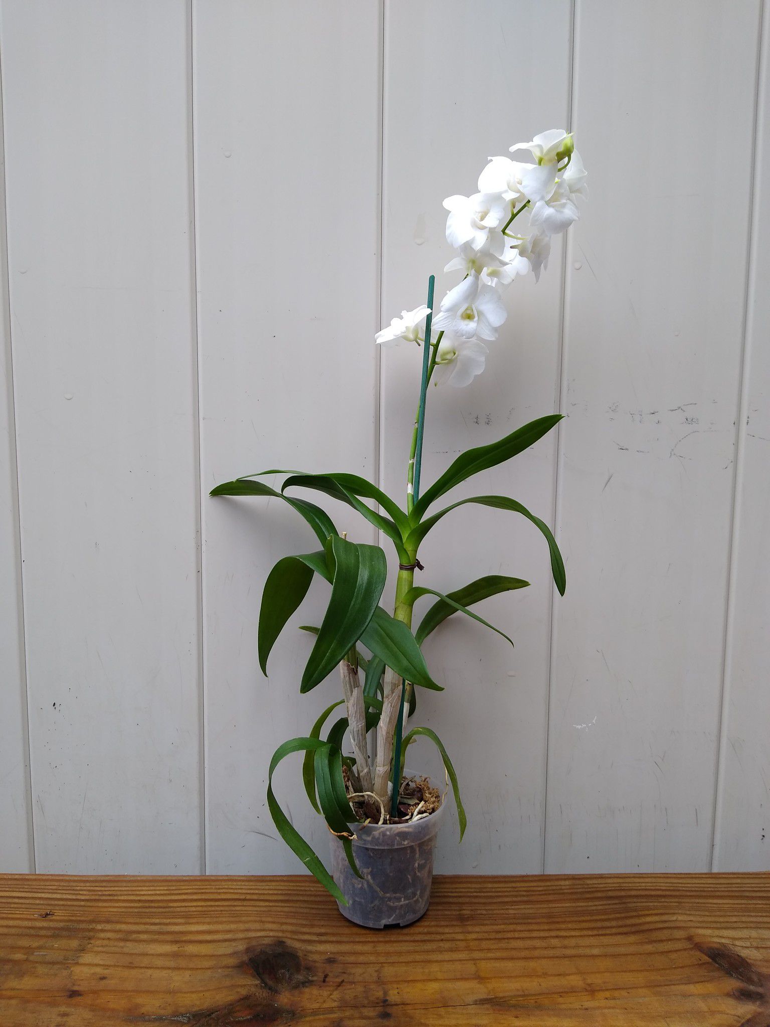 Orquídea blanca 10$
