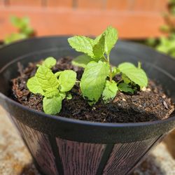 Mint Plant Live