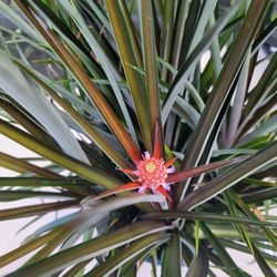 Ornamental Pineapples Plants In Big Pot 