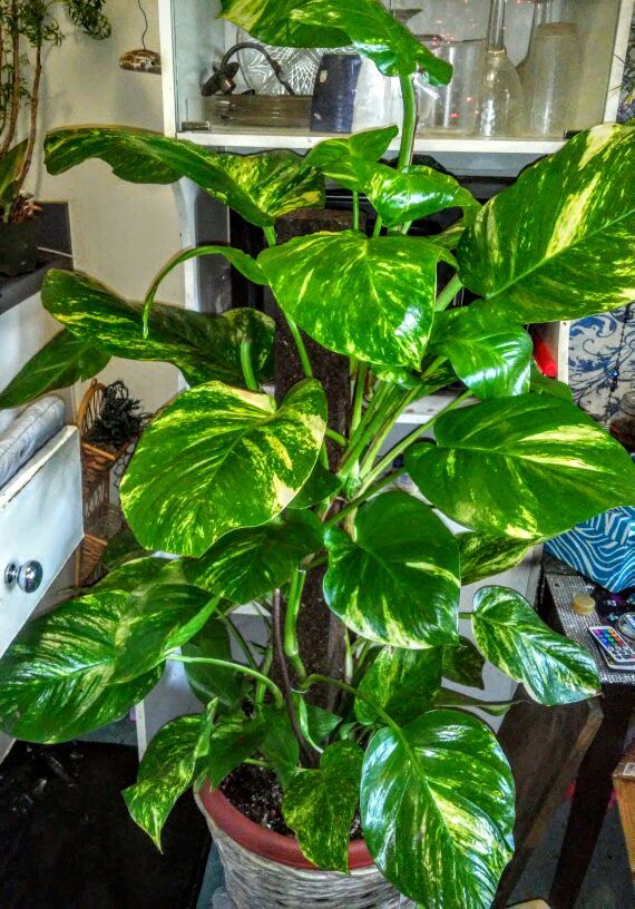Huge Rare Giant Hawaiian Pothos plant
