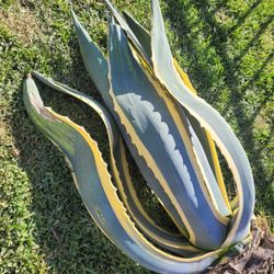 Agave Plant/ Planta