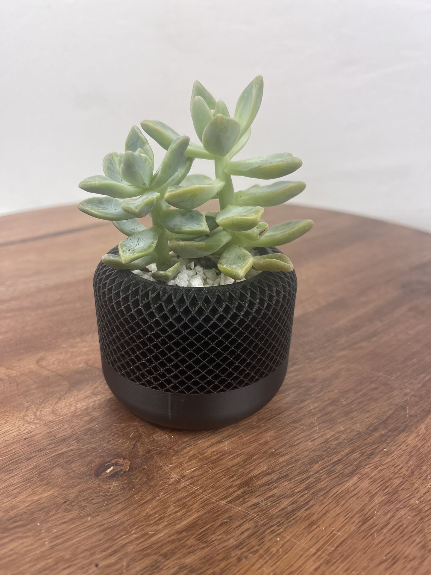 Modern Black Planter With Green Real Succulents 