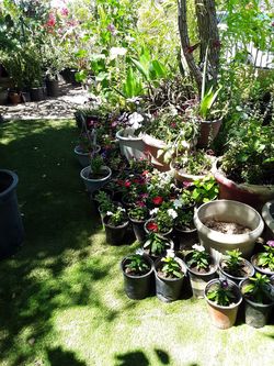 Plants for sale / plantas de venta