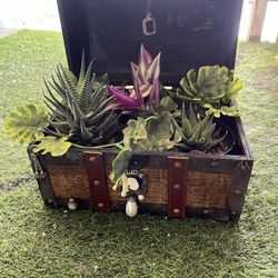 Cute succulent planter