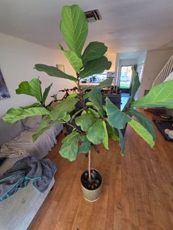 Fiddle Leaf Fig