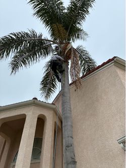 Tree, palm tree, yards, stump
