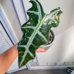 Alocasia Nobilis Pink Thai