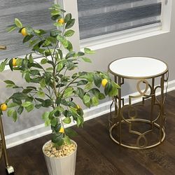 Lemon Plant 