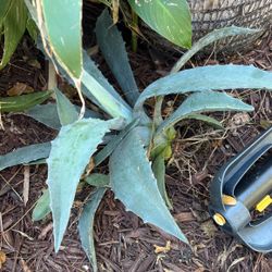 Blue Agave Plants … 