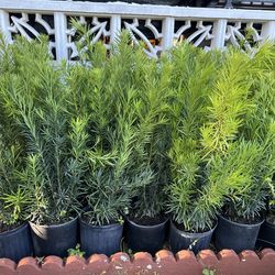 Podocarpus in 3 gls pot. SPECIAL PRICE 🤩