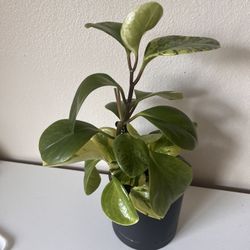 Baby Rubber Plant