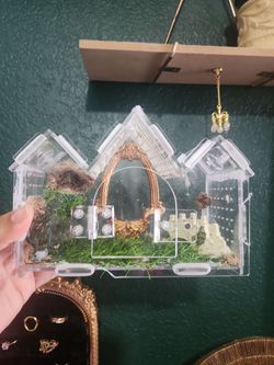Jumping spider enclosure