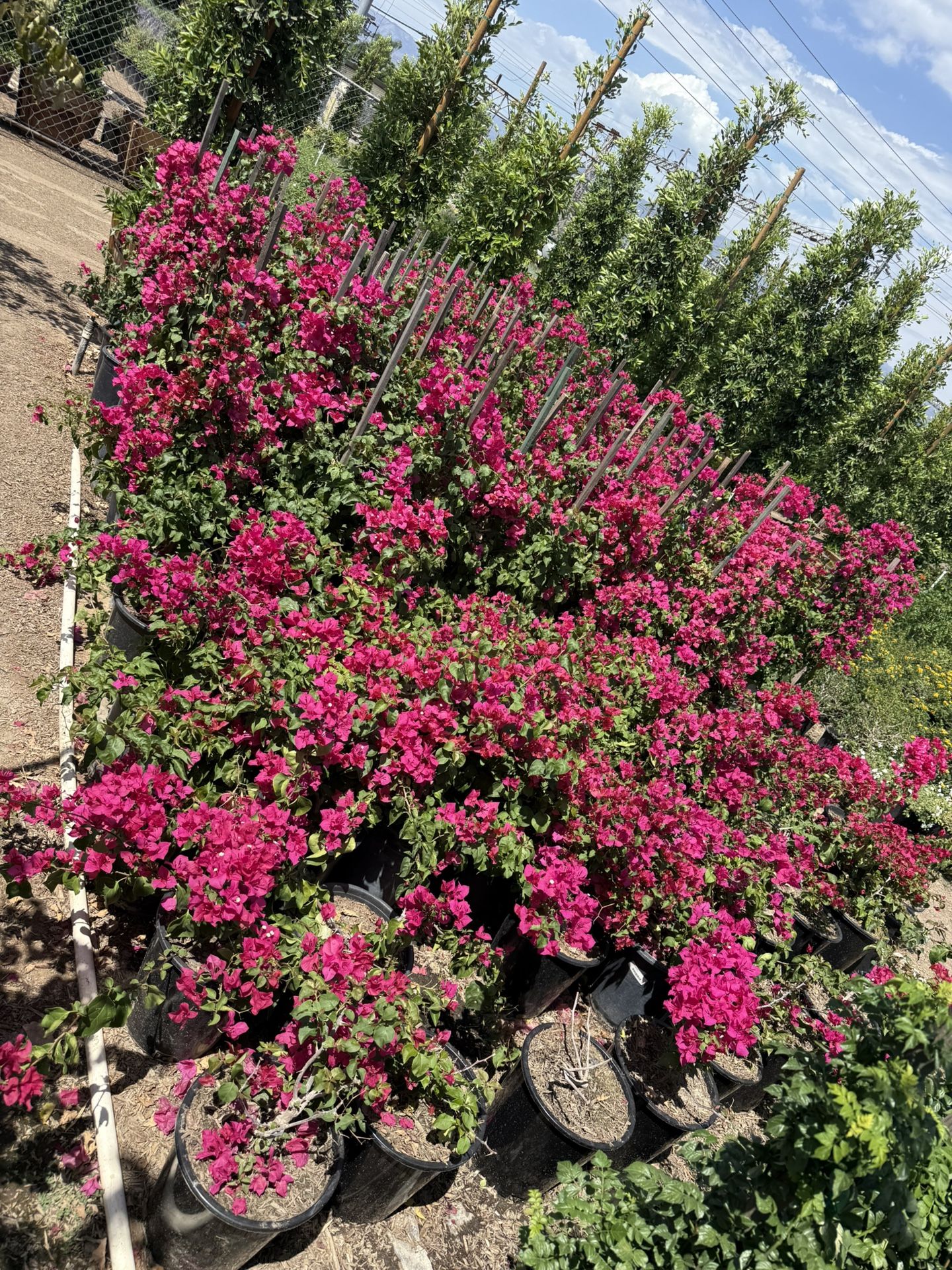 Bougainvillea Bush And Staked!
