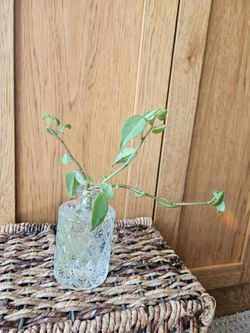 Peperomia "Teardrop" (WP)