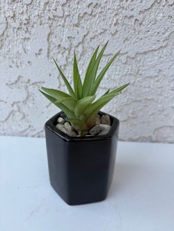 Haworthia Ubomboensis