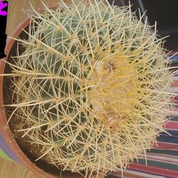 Cactus And Succulents 