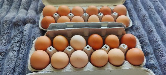 Fresh chicken eggs