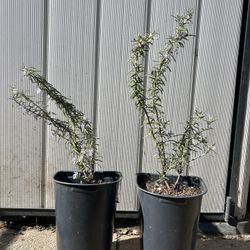 Rosemary Plants