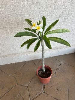 White Plumeria