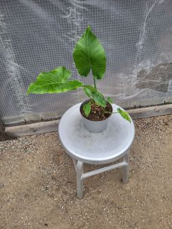 Elephant Ear Plant 6" Nursery Pot