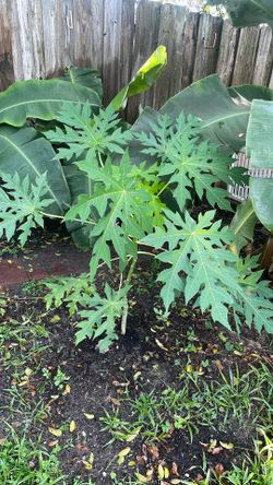 Papaya
