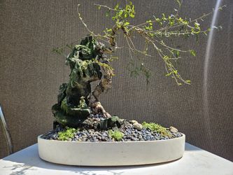 Old Operculicarya Decaryi Bonsai Tree 