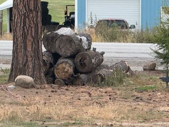Free wood