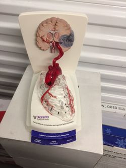 Xarelto Anatomical Model of Human Heart & Brain Pathology