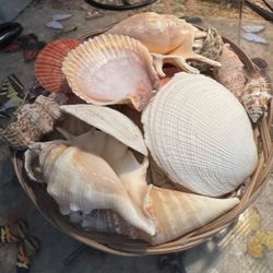 Wicker basket of shells nautical