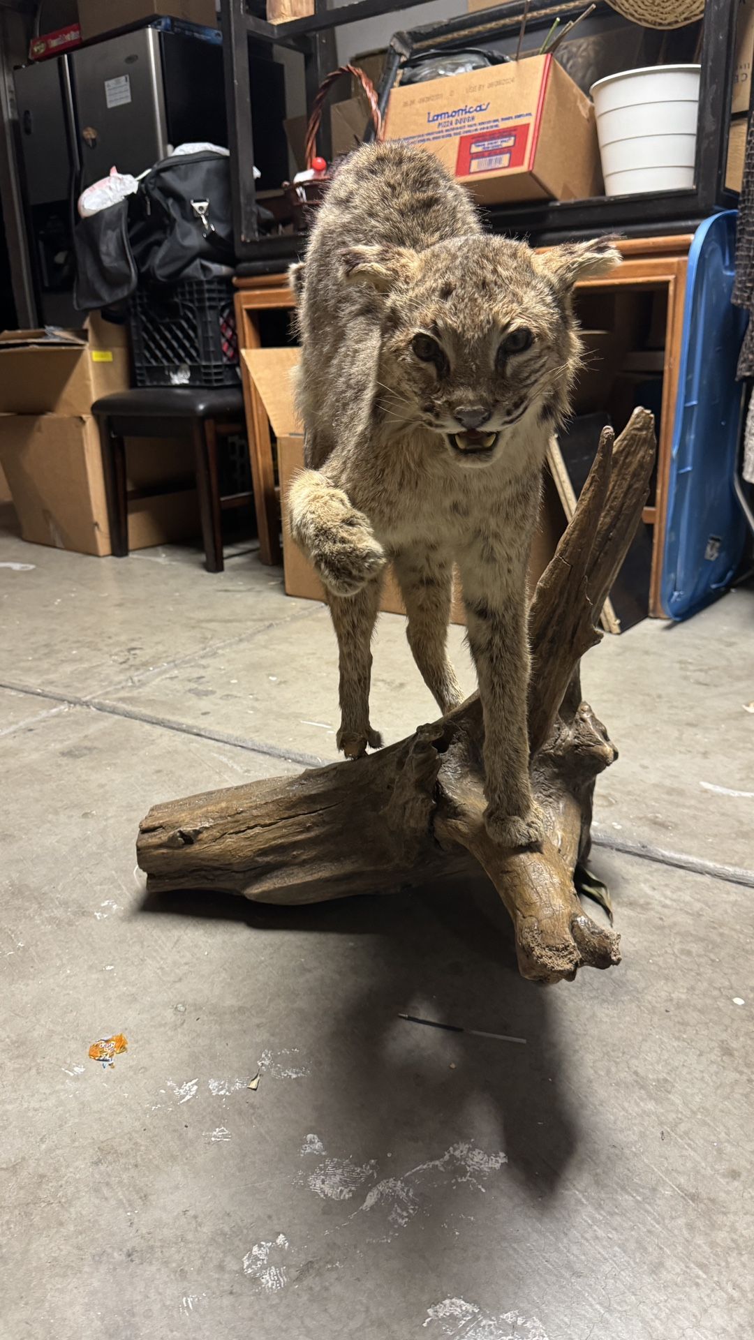 Live Stuffed Animal - Bobcat Or Mini Cheetah