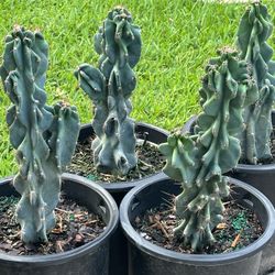 Monstrous Apple Cactus/ 5 Gal Pot /2 Sizes Available 