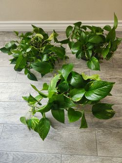 Pothos indoor plants