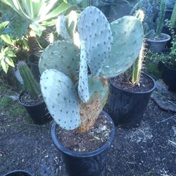 Silver Dollar Cactus Plant