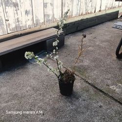 Cherry Plum Tree