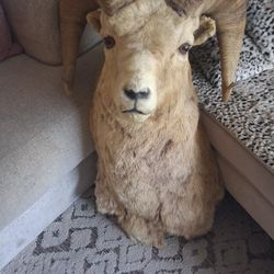 Taxidermy Shoulder Mounts
