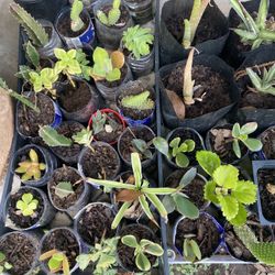 Succulent Plants 