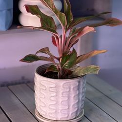 Aglaonema Siam Potted 