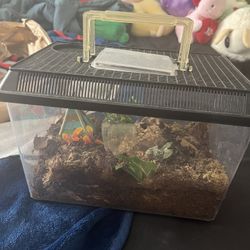 Tarantula Enclosures 