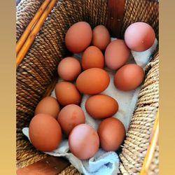 Fertile Black Copper Marans Eggs - 15 for $120