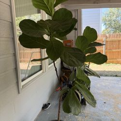 well-maintained violin flower